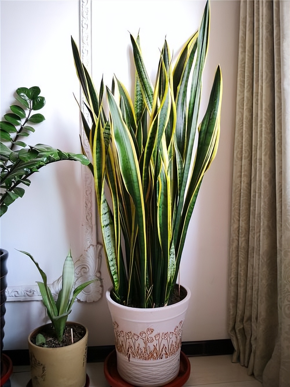 适合在北方养的吉利花,家中养的吉利花