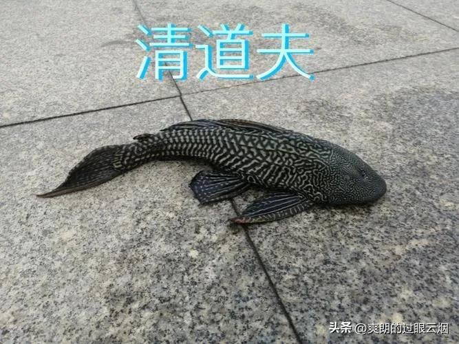 鲶鱼是世界上最脏的鱼,中国十大最脏鱼是什么鱼