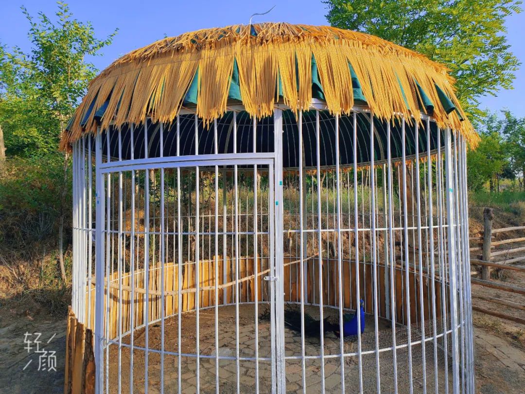 永靖盐锅峡小茨村规划,甘肃永靖盐锅峡小茨村木栈道