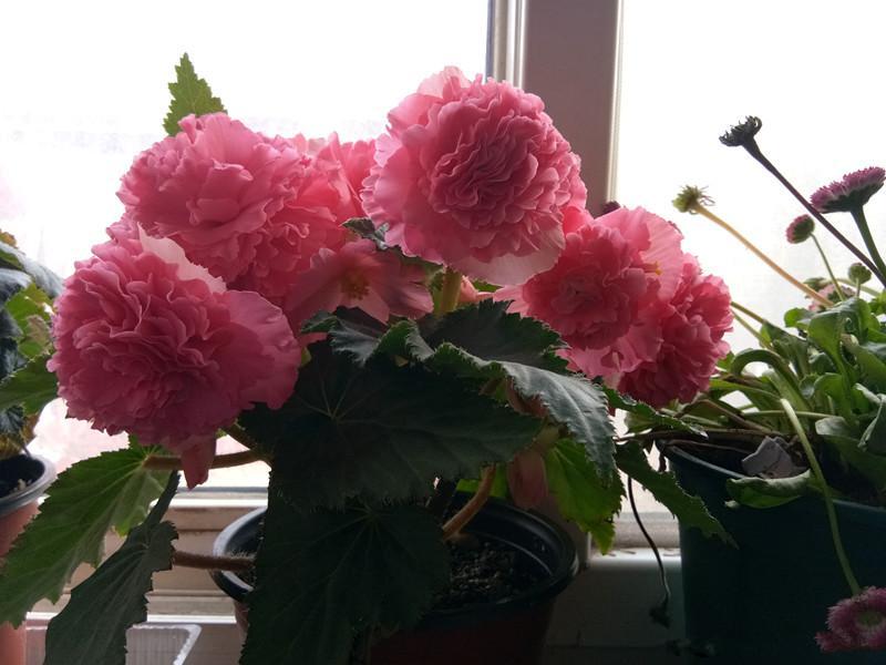 寿命最长的植物盆栽,适合北方庭院种植的耐旱花木盆栽