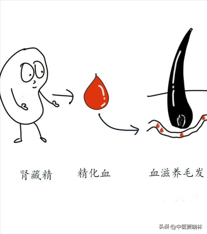 养肾等于养命最全养肾食物大全,养肾护肾的十个方法