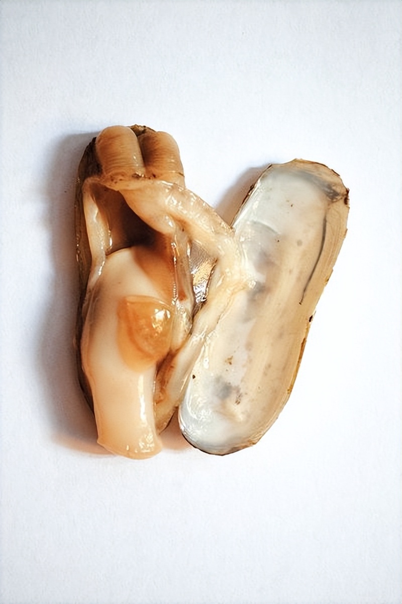 海蛏性味归经功效,蛏子怎么入药