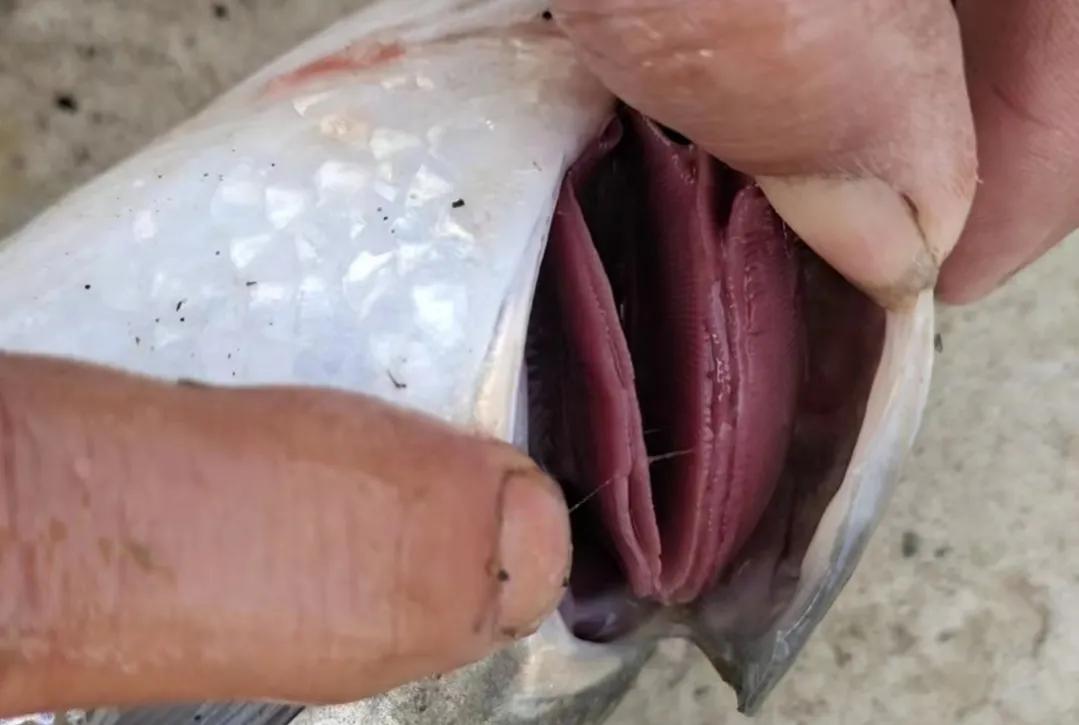 鱼烂鳃病传染吗,鱼得了烂鳃可以吃吗