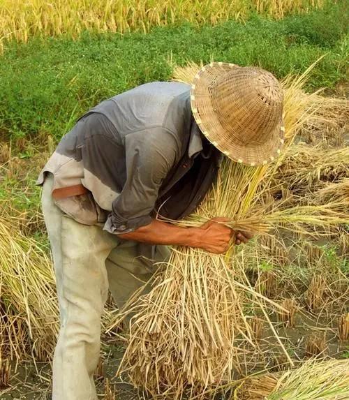 广东5岁女孩走失,广东女孩五岁走失进入世界名校