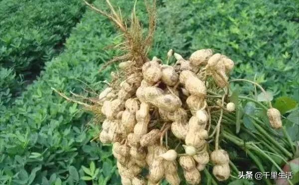 龙岩湿烤花生，龙岩人订婚时的必备“信物”，让人吃得不肯罢手