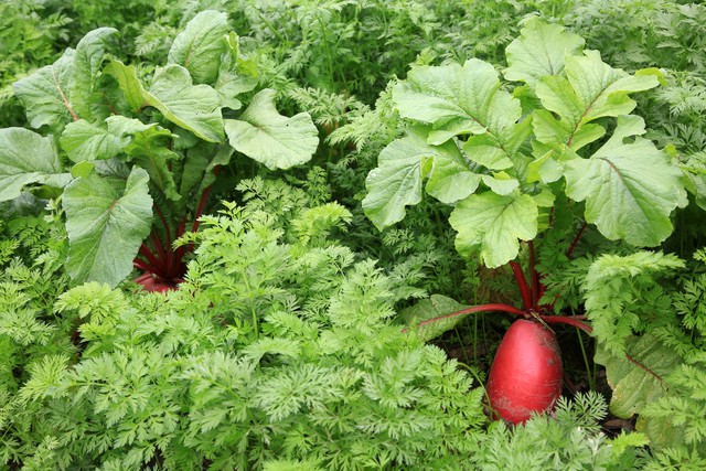 寻找十七年的初恋,寻找十七年