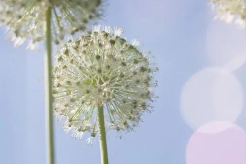 韭菜种植后什么时候可以割,种植的韭菜什么时候割合适