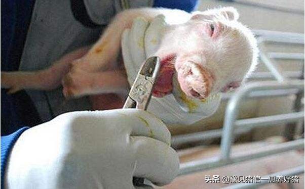 养猪秘籍仔猪要不要剪尾巴,养猪知识养仔猪7个注意事项