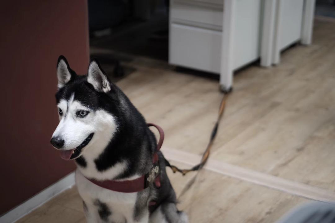 大厂员工带宠物上班,员工带宠物去上班好吗