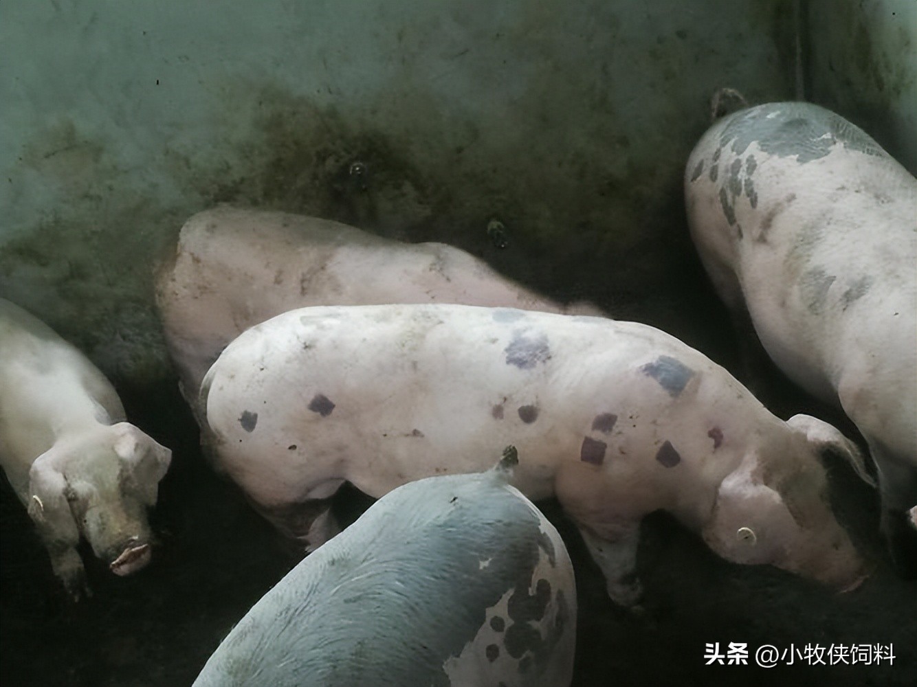 治疗猪丹毒的首选药是什么,猪丹毒有什么防治措施