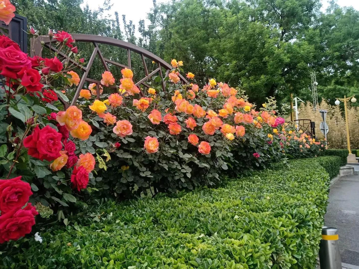 五月香山的前景,五月香山