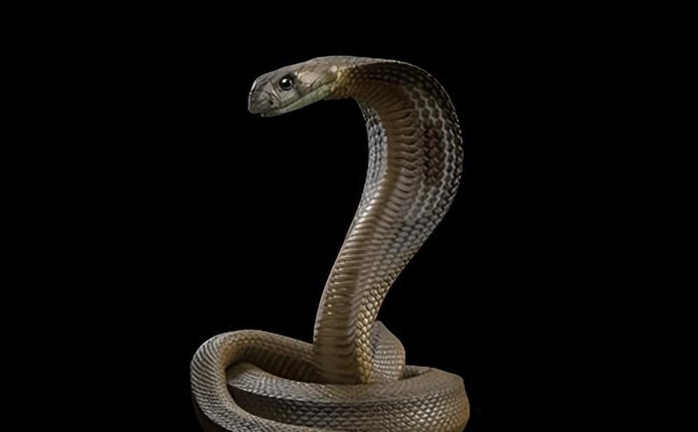 “蛇灭门”到底有多神奇？揭秘老人口中的杀蛇神器！