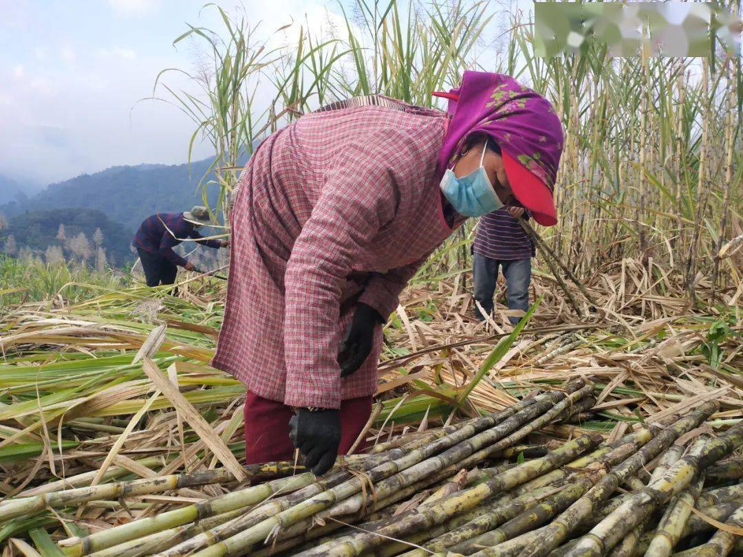 广西农民种植甘蔗一亩利润,广西种植甘蔗前景如何