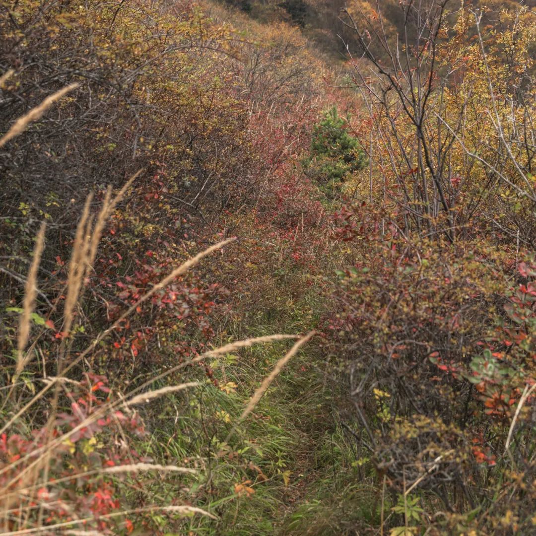 登太白山感受,太白山景区登顶拔仙台