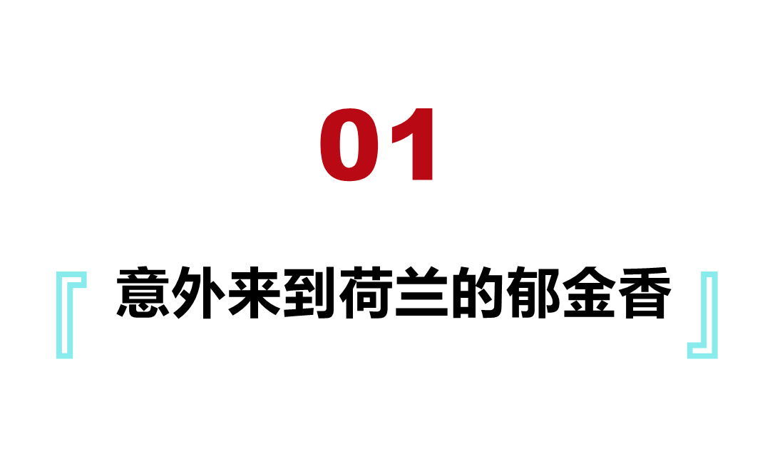 郁金香泡沫对于荷兰有何影响,荷兰郁金香泡沫最大的赢家是谁