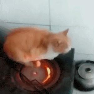 流浪猫和自家猫是怎么取暖的,流浪猫取暖全过程