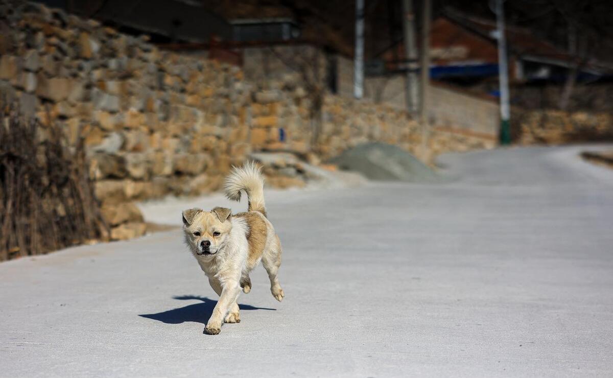 老祖宗选狗记住一句口诀,挑选狗的口诀