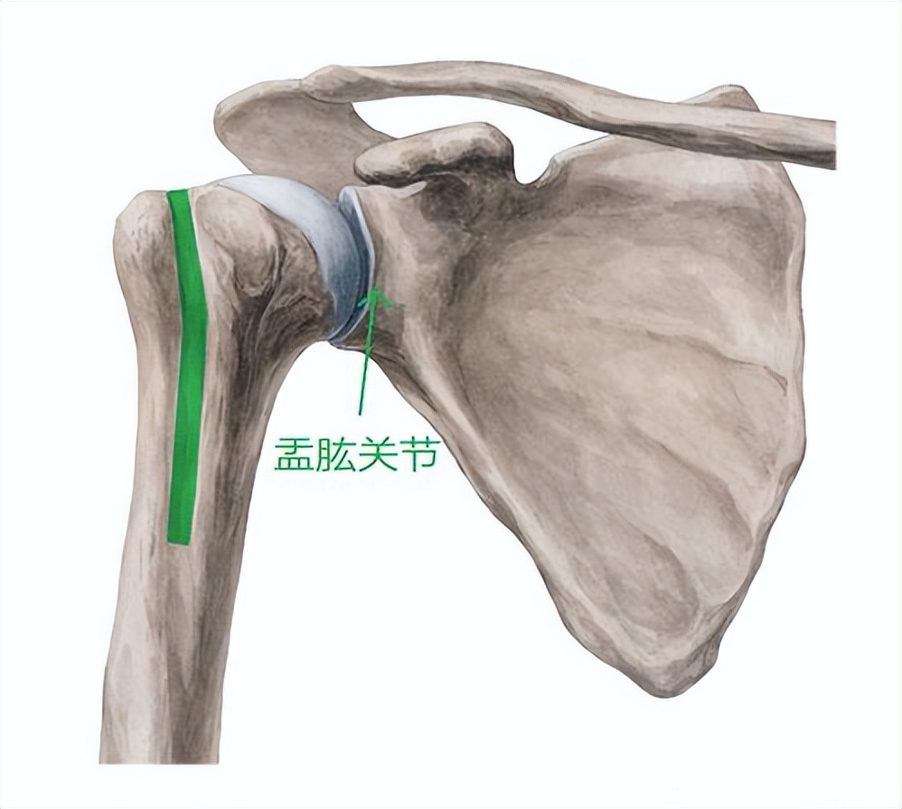 手臂抬举就酸胀是什么原因,手臂抬举肩膀就痛是什么原因