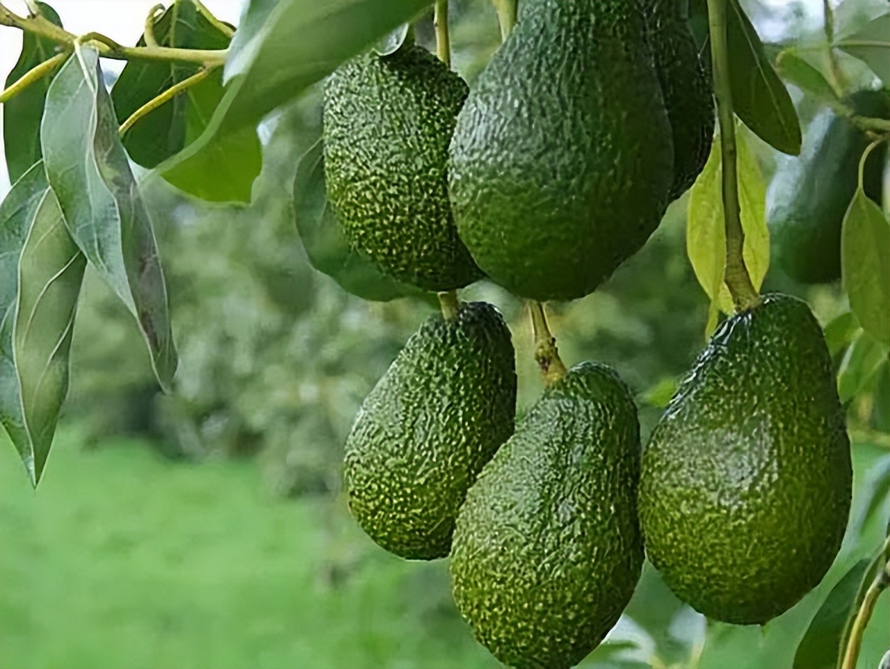 牛油果到底是不是个大骗局,牛油果收益