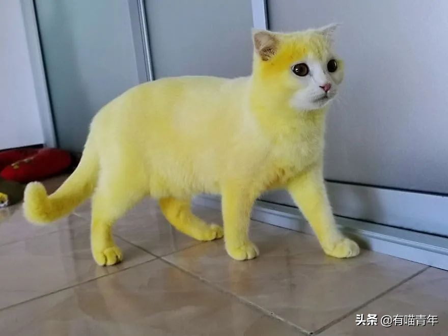 猫核酸检测有必要做吗,猫做核酸粤语视频