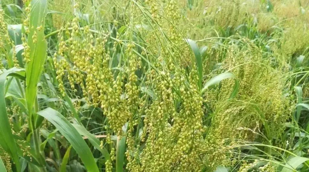 鲁西南记忆图片,鲁西南农村记忆