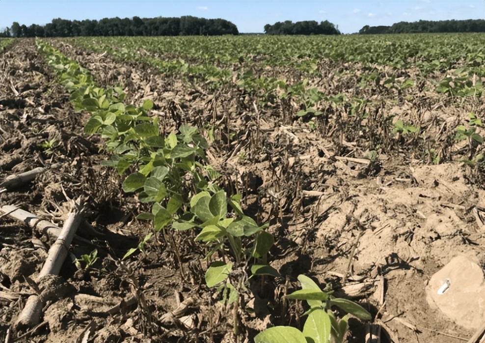 是谁在砸中国人的饭碗？400年才形成的黑土，4元一斤在网上被盗卖