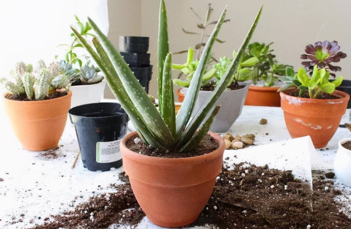 春季买花，“5个坑”要避开，长不旺养不活属于乱花钱