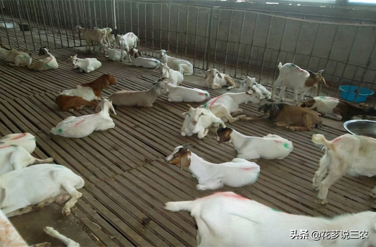 养羊的十大传染病,养羊须知预防哪几种传染病