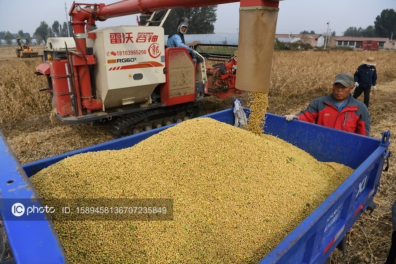 大豆未来一月价格行情最新,今日全国大豆价格行情日报