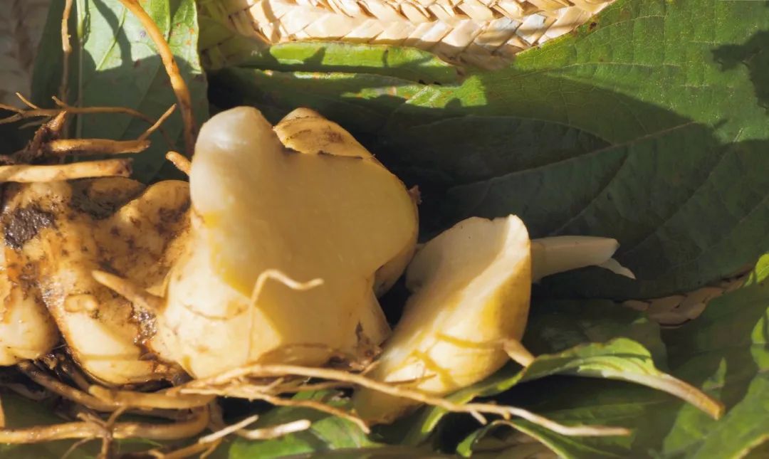 今年冬天的第一顿养生局安排！个旧的它“出土”啦！