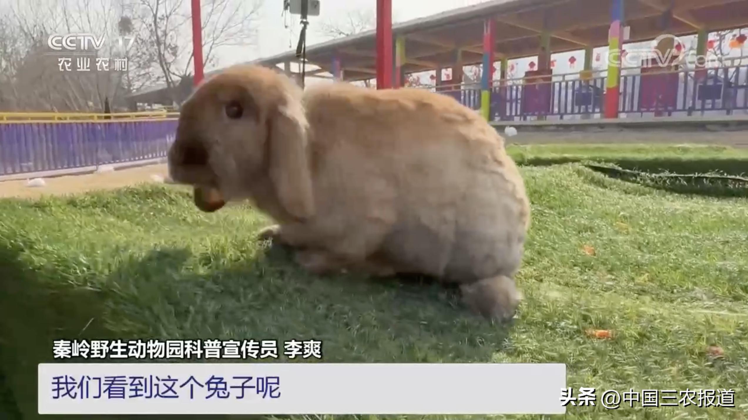 小白兔分别有哪13种生活习性,小白兔是什么种类的兔子