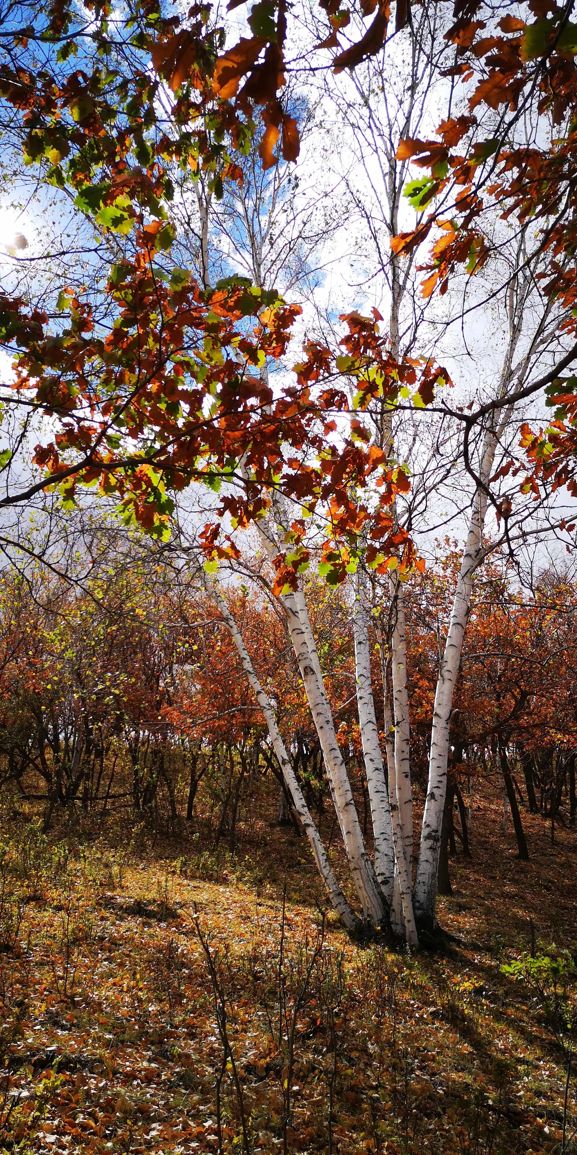 贡格尔草原好还是乌兰布统草原好,如诗如画的风景乌兰布统大草原