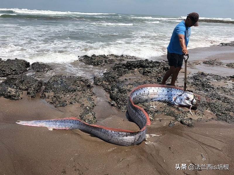 海怪“地震鱼”现身台湾！足有6米长，近期会发生地震海啸吗？