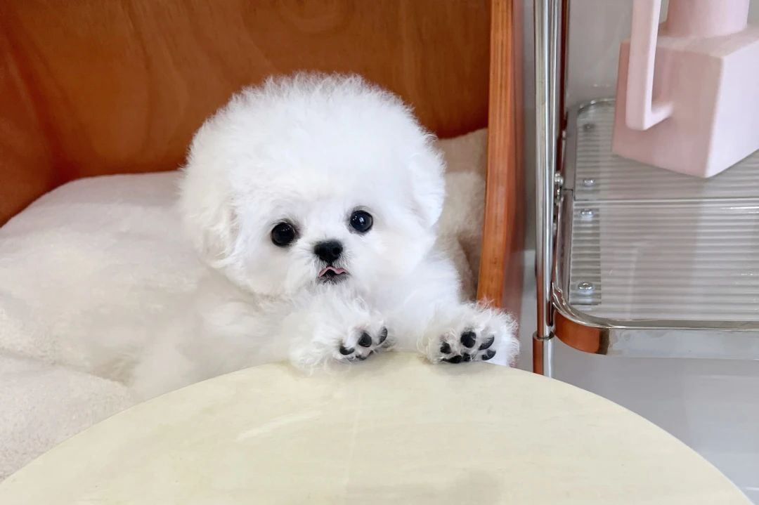 精品比熊幼犬纯种小体比熊犬,小体比熊犬和精品比熊犬舍