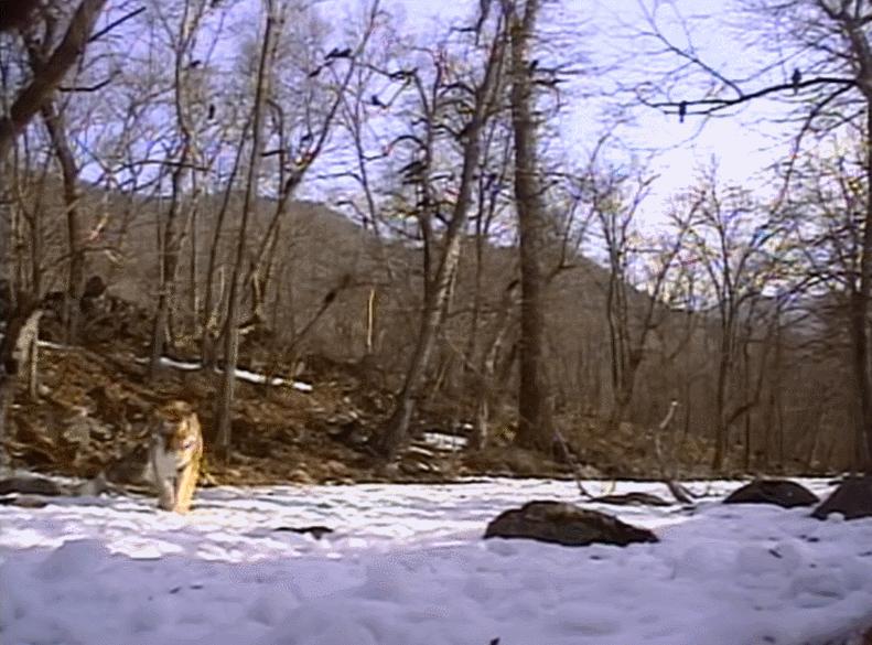 黑龙江黄牛被咬死,黑龙江黄牛被黑熊袭击事件