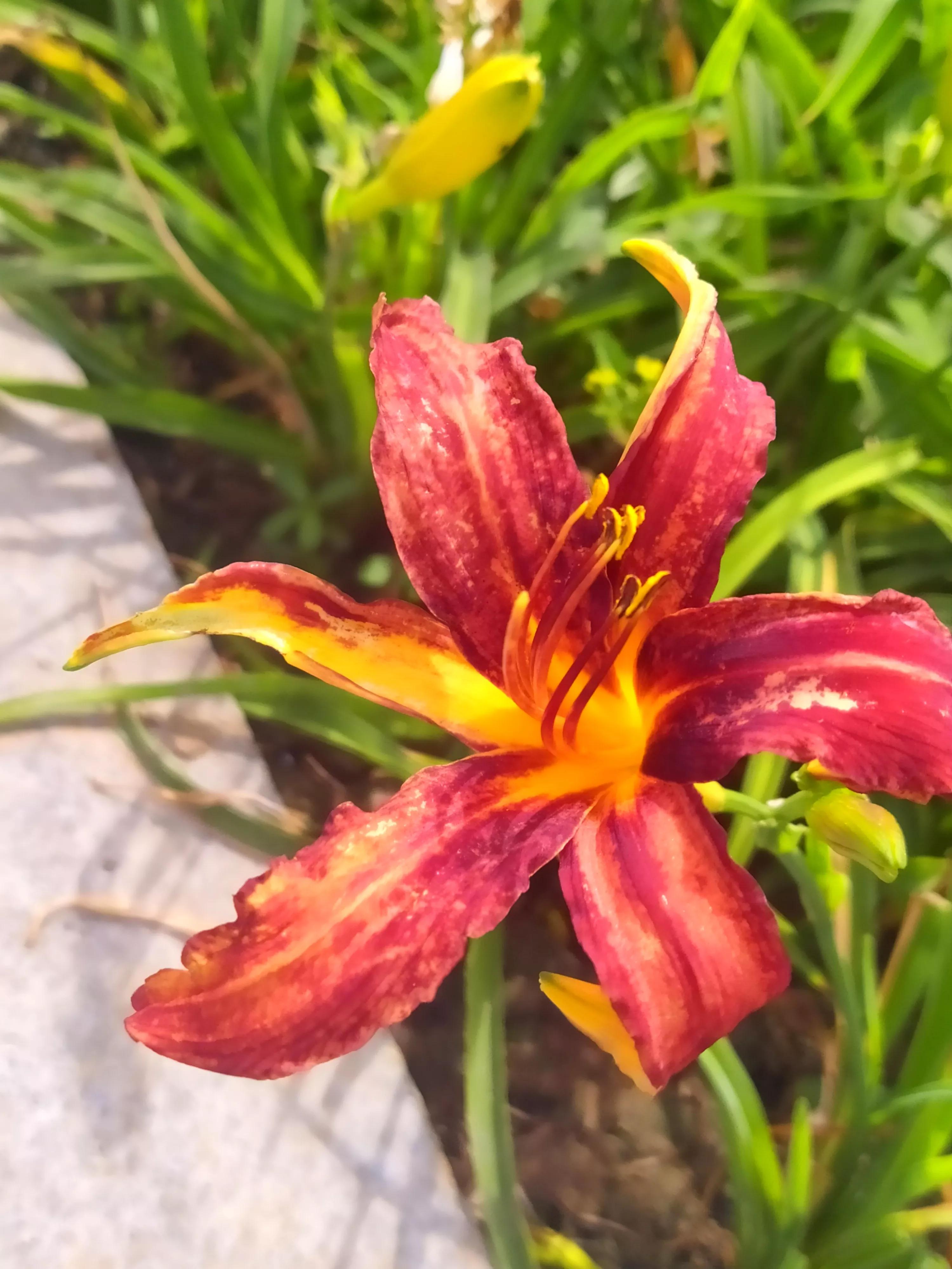 萱草花几种色,萱草花什么颜色