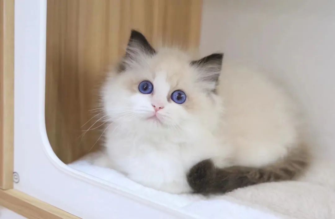 与猫共处的日子,如何给猫屋消毒