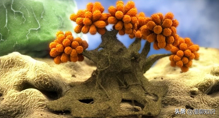 真菌病害多吗,真菌感染能引起多少种疾病