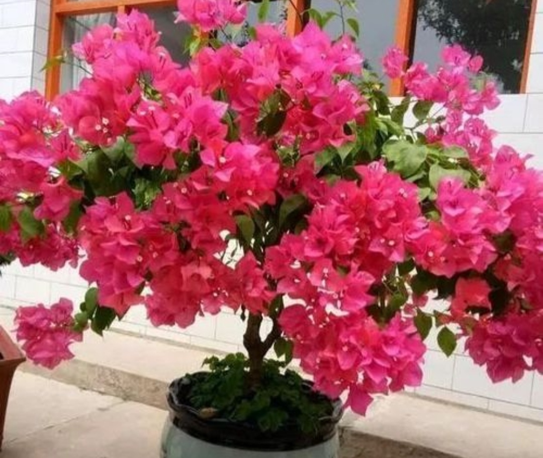 夏天养花必养这21种花耐热不怕晒,懒人养哪五种花不用浇水