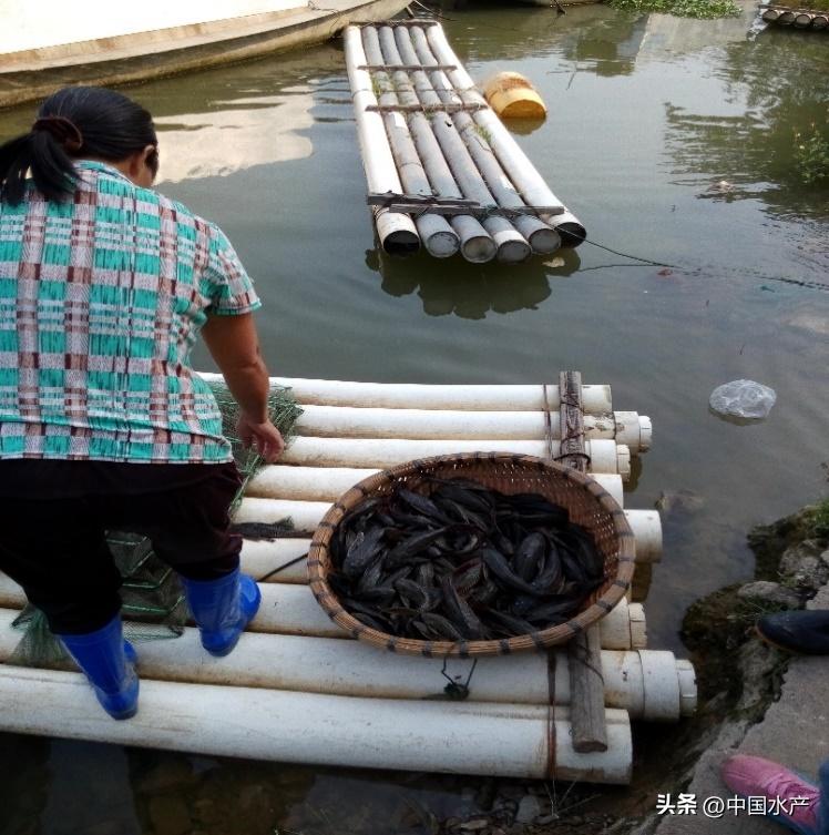 水生外来物种入侵防控工作方案,水生动物防疫
