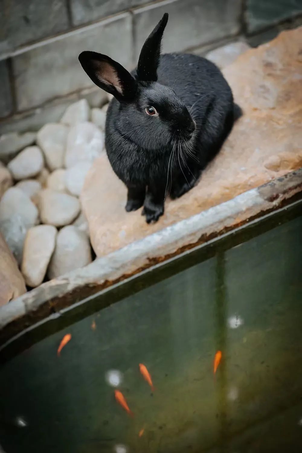 猫掉缸里怎么办,猫咪老是掉缸怎么办