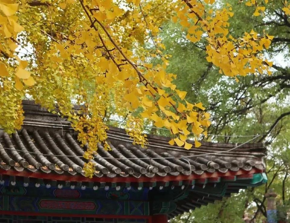 胡同逛游指南，在北京这4条胡同里邂逅别样秋色