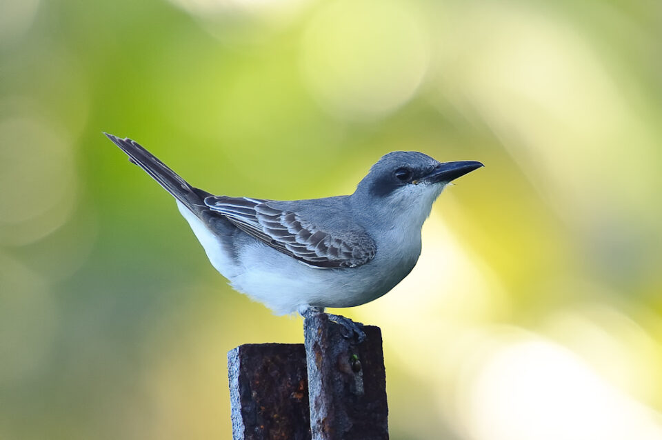 【摄影学堂】如何正确使用增距镜？