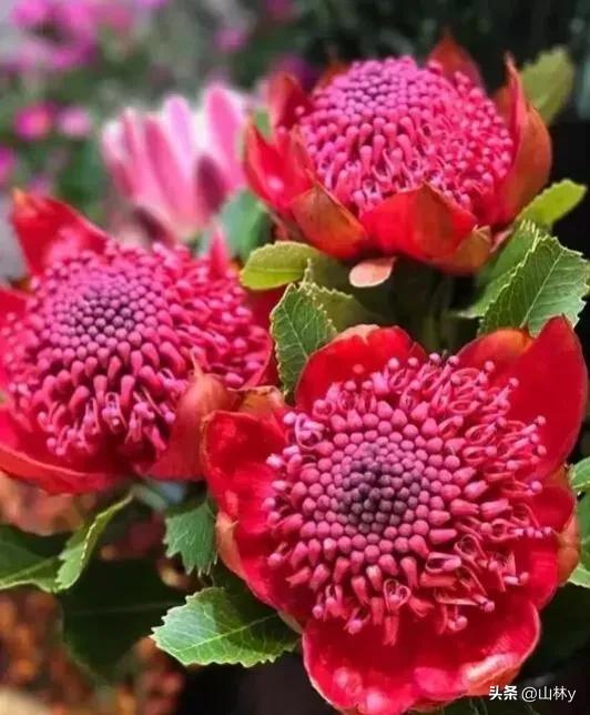 十大绝美花朵,绝美花朵视频