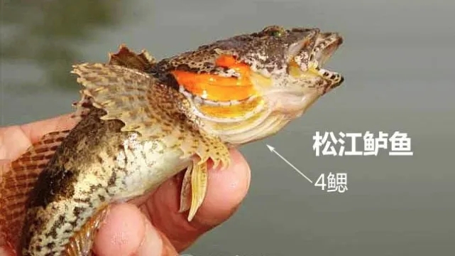 各种常见淡水鱼价格排名,常见淡水鱼大全钓友值得收藏