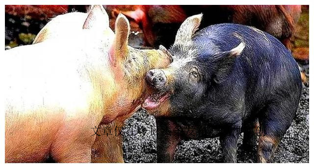 为何动物园不给老虎喂猪肉，吃猪肉有何危害？老虎尸体怎么处理？