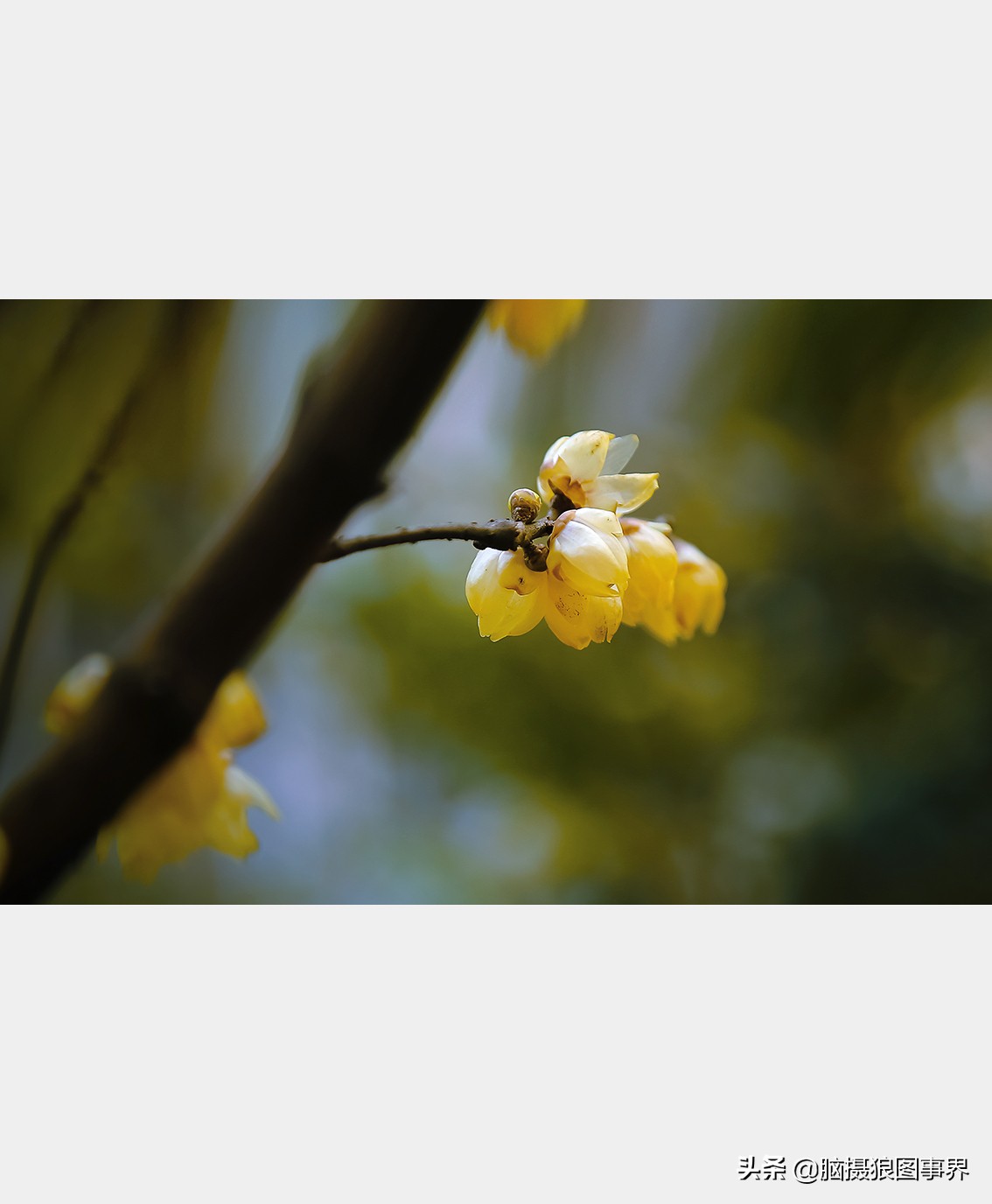 腊梅花特写怎么拍照好看,拍一枝腊梅花怎么拍出高级感