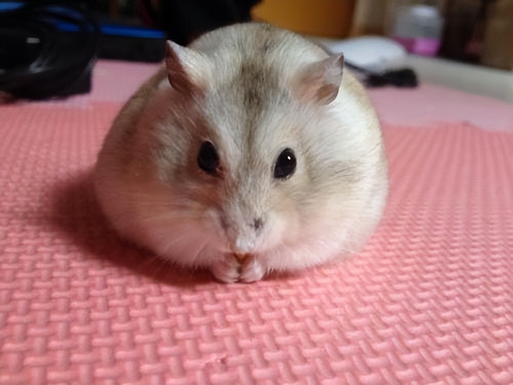 布丁鼠的饲养注意事项