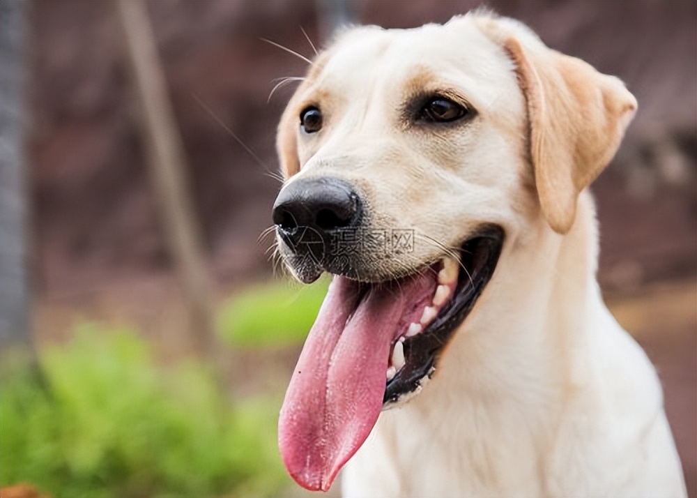 十二星座最像什么狗狗,12星座命中注定的狗狗