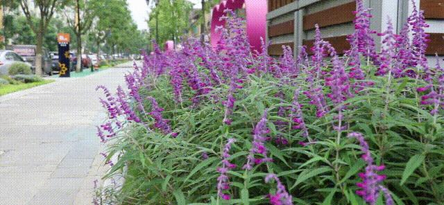 新津最繁华商业街,新津最美街道